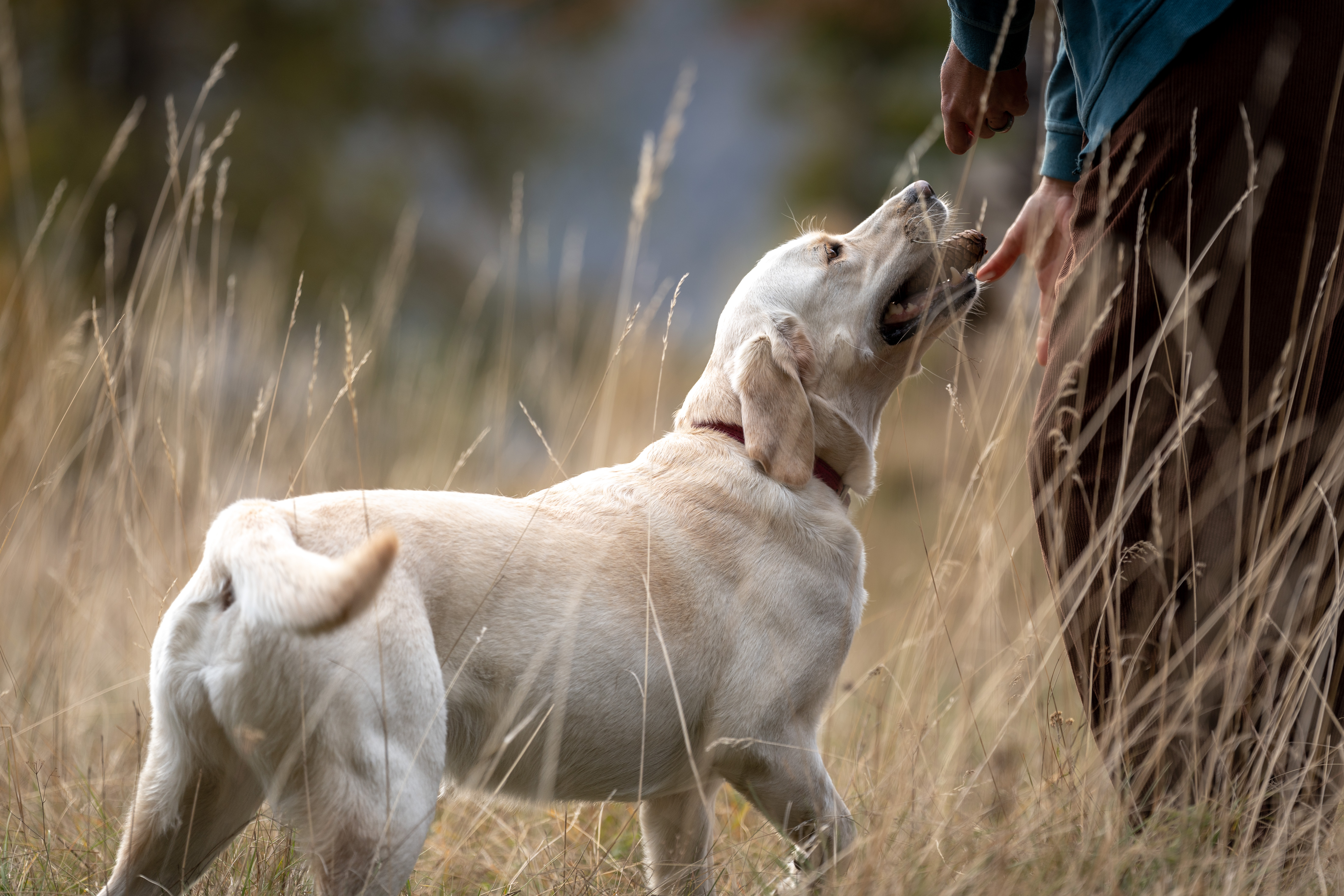 Nicole mit Sozialhund Amy